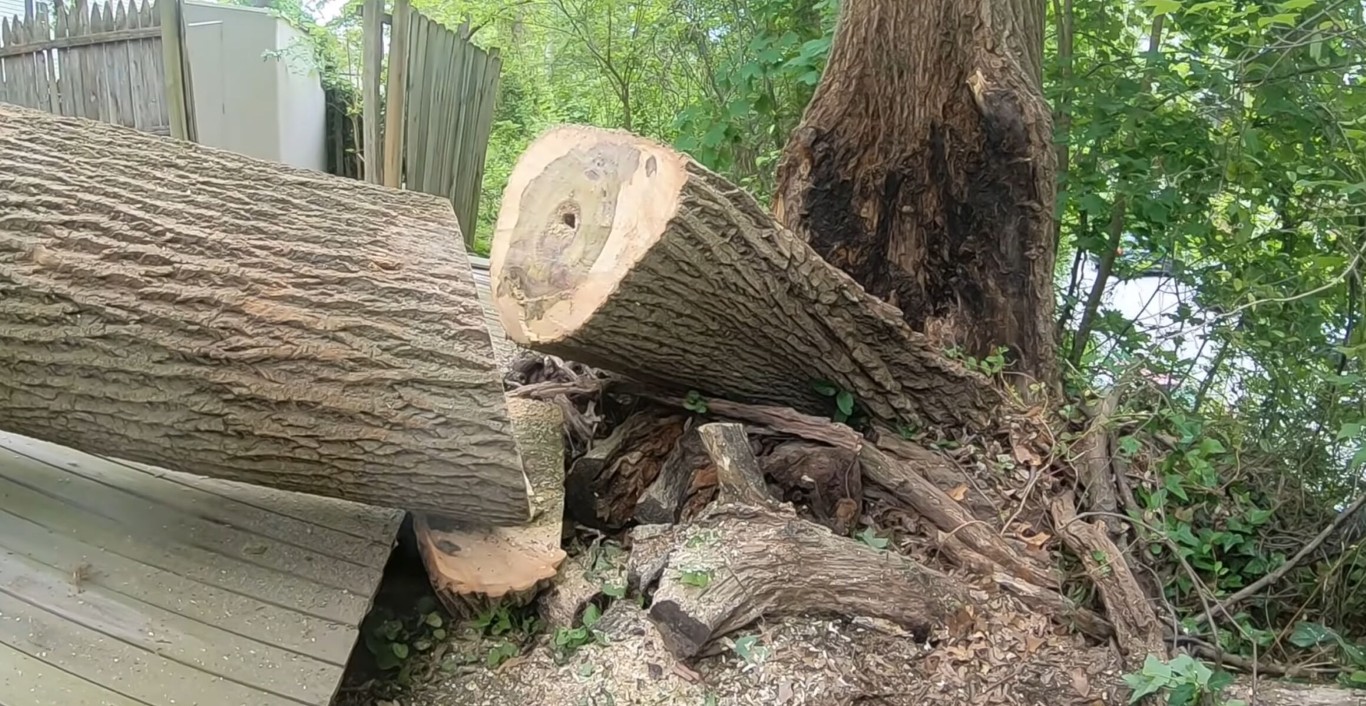 Professional tree removal service removing fallen tree from property in Laguna Niguel