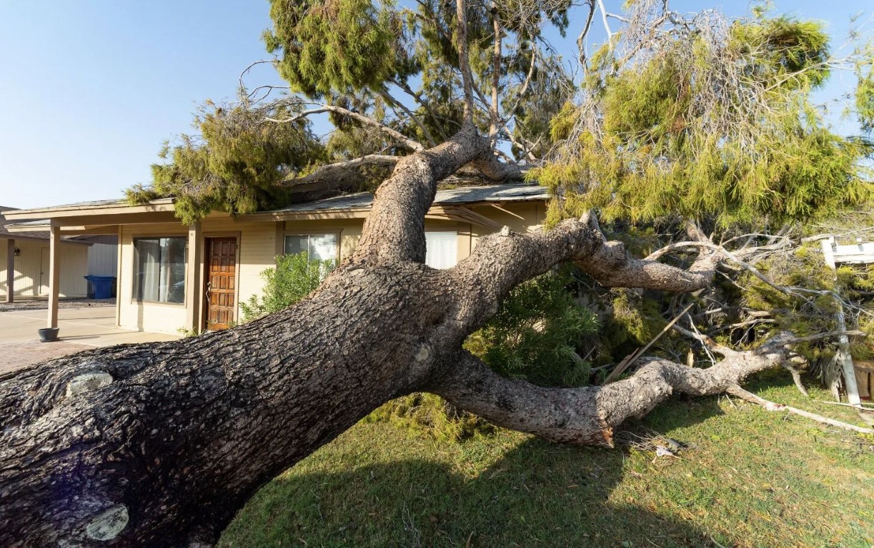 Emergency tree removal after storm damage to residential property